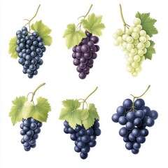 Watercolor Illustration of Grapes with Green Leaves