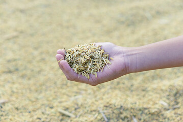 rice seed in the hand after finished harvest season
