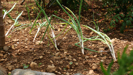 Detail green leeks plants growing on fertile brown soil with a detailed texture.