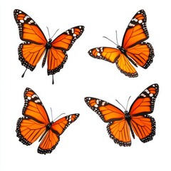 Naklejka premium Four Orange Monarch Butterflies Isolated on White Background