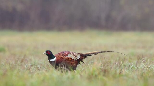 Bird - male Common pheasant Phasianus colchius Ring-necked pheasant in natural habitat wildlife Poland Europe spring time