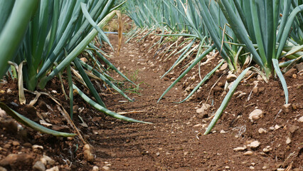 Rows of Onion plants forming an organic green leek fresh, on reddish brown soil with a coarse texture and small rocks
