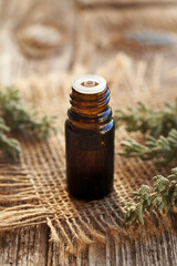 A dark bottle of aromatherapy essential oil with santolina plant