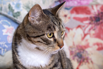 This is a closeup image of a cat comfortably sitting on a couch
