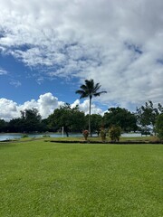 palm trees on the beach