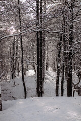 WInter forest in the snow.