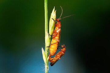 Roter Weichkäfer (Rhagonycha fulva) Paarung an Ährchen von Süßgras - Baden-Württemberg, Deutschland
