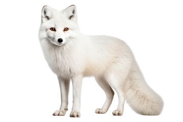 Fototapeta premium White fox standing alert with its fur glistening, capturing its keen gaze and detailed texture, isolated on white background