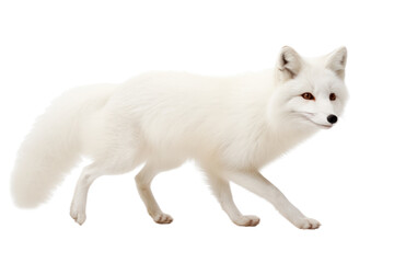 White fox in mid-motion with its sleek body and bushy tail in motion, highlighting its agility and grace, isolated on white background