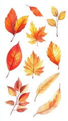 Fototapeta premium Watercolor Autumn Leaves Collection Botanical Illustration