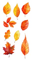 Obraz premium Watercolor Painting of Autumn Leaves Collection