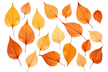 Obraz premium Pattern of dry orange metallic leaves aligned in a grid formation Isolated on white background