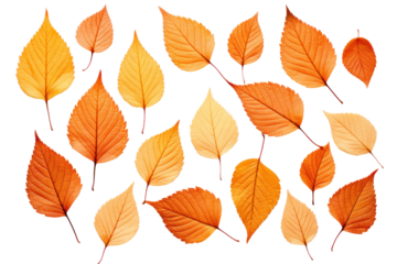Pattern of dry orange metallic leaves aligned in a grid formation Isolated on white background