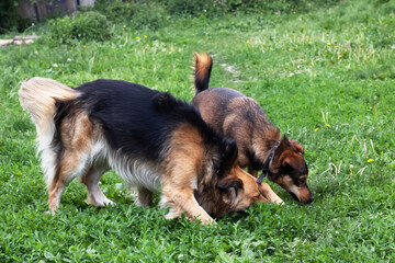 Two friendly german shepherd dogs are happily playing in the lush green grass