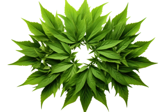 Green leaves with angular edges arranged in a symmetrical design isolated on white background