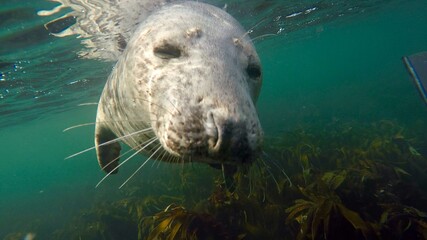Fototapeta premium sea lion resting