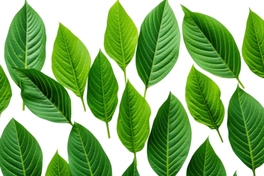 Close-up of fresh green leaves with sharp corners, arranged in a diagonal pattern, showcasing their texture and veins isolated on white background