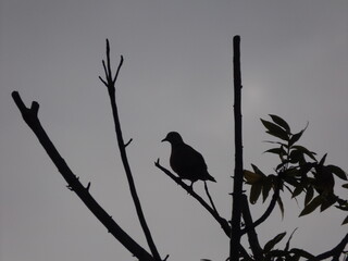 
Various species of birds that are beautiful from the nature around you