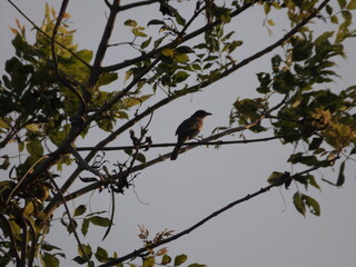 
Various species of birds that are beautiful from the nature around you