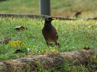 
Various species of birds that are beautiful from the nature around you