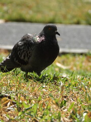 
Various species of birds that are beautiful from the nature around you