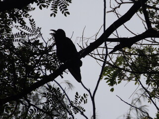 
Various species of birds that are beautiful from the nature around you