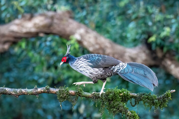 A family of Kalij pheasant feeds on seeds in a bird hide on the foothills of Sattal, Uttarakhand 