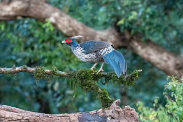 A family of Kalij pheasant feeds on seeds in a bird hide on the foothills of Sattal, Uttarakhand 