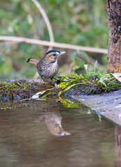 A Rufus-chinned laughingthrush perched on top of a tree branch on the outskirts of city of Sattal in Uttarakhand