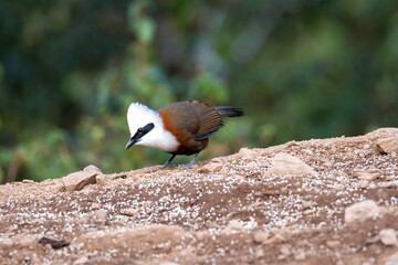 A white-crested laughingthrush perched near a waterhole with its reflection in the water in a bird hide on the outskirts of Sattal, Uttarakhand 