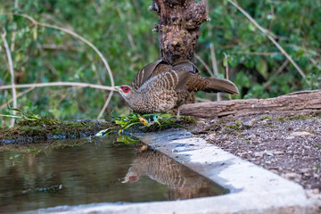 A family of Kalij pheasant feeds on seeds in a bird hide on the foothills of Sattal, Uttarakhand 