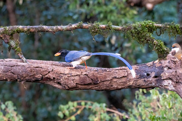 A yellow-billed blue magpie perched on top of a tree in the outskirts of Sattal city of Uttarakhand