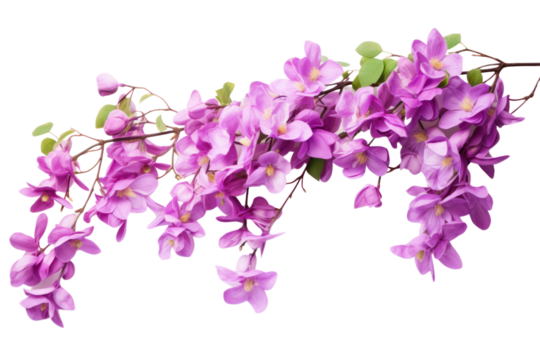 An elegant flowering vine with clusters of soft purple blossoms draping downward, creating a stunning visual effect. Isolated on white background