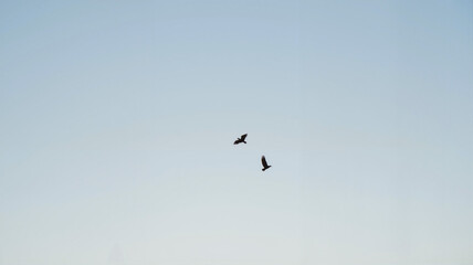 Obraz premium Pair of birds flying in blue sky