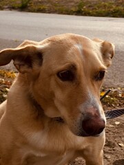 dog on the beach