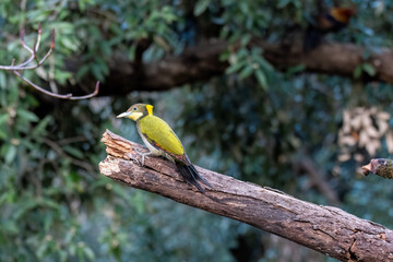 A Greater Yellownape perched on top of a tree branch on the outskirts of Sattal town in Uttarakhand