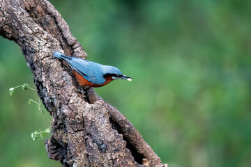 A beautiful Chestnut-bellied Nuthatch perched on top of a branch on the outskirts of Sattal city in Uttarakhand 