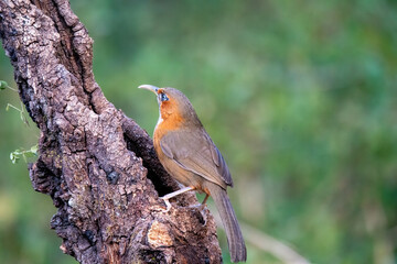 A Rusty cheeked Scimitar Babbler perched on top of a tree in the deep jungles on the outskirts of Sattal Town in Uttarakhand