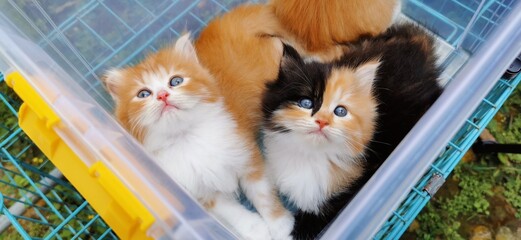 2 Funny Kittens