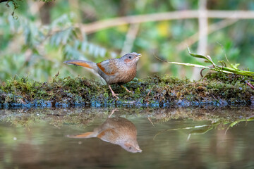 A Streaked laughingthrush drinking water from a water hole inside Sattal forests in Uttarakhand 