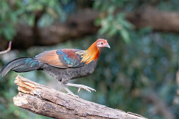 A red jungle fowl feeding on the seeds in a feeding station on the outskirts of Sattal, Uttarakhand 