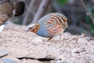 A Rufous throated partridge feeding on seeds on the edge of a bushes on the outskirts of Sattal town in Uttarakhand