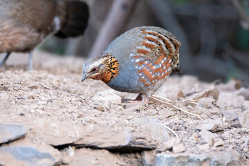 A Rufous throated partridge feeding on seeds on the edge of a bushes on the outskirts of Sattal...