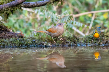 A Streaked laughingthrush drinking water from a water hole inside Sattal forests in Uttarakhand 