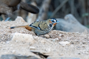 A Rufus-chinned laughingthrush perched on top of a tree branch on the outskirts of city of Sattal in Uttarakhand