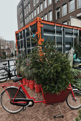 Green Christmas tree in a red bicycle.