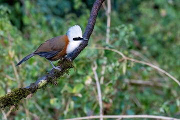 A white throated laughingthrush perched next to a waterbody with its reflection in the water on the outskirts of sattal, Uttarakhand 