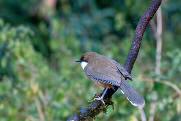 A white throated laughingthrush perched next to a waterbody with its reflection in the water on the outskirts of sattal, Uttarakhand 