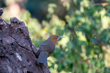 A Rusty cheeked Scimitar Babbler perched on top of a tree in the deep jungles on the outskirts of Sattal Town in Uttarakhand