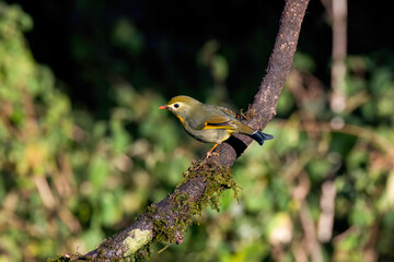 A red-billed leiothrix drinking water from a small waterhole in a bird hide on the outskirts of Sattal, Uttarakhand 